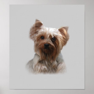 Yorkshire Terrier Poster