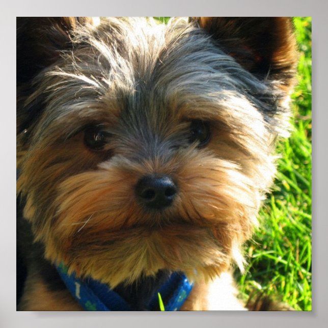 Yorkshire Terrier Poster Print (Front)