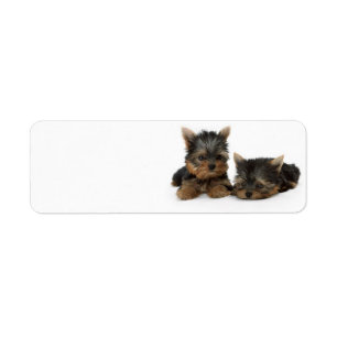 Yorkshire Terrier Puppies Return Address Label