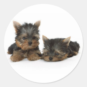 Yorkshire Terrier Puppies Sticker