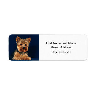 Yorkshire Terrier Puppy