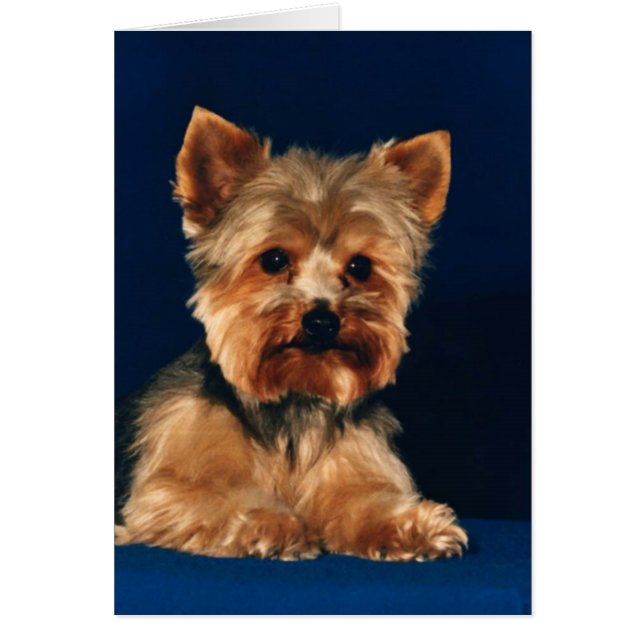 Yorkshire Terrier Puppy (Front)