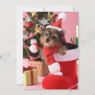 Yorkshire Terrier Puppy and Christmas Holiday Card