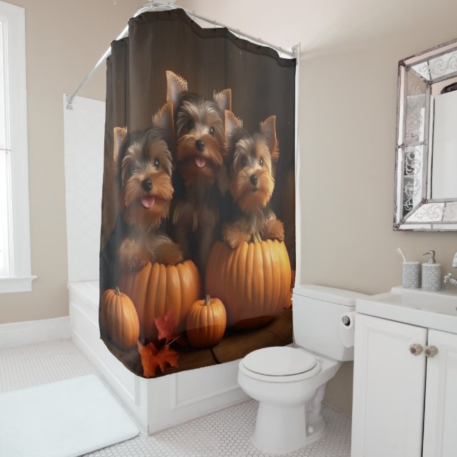 Yorkshire Terrier Puppy Autumn Delight Pumpkin  (In Situ)