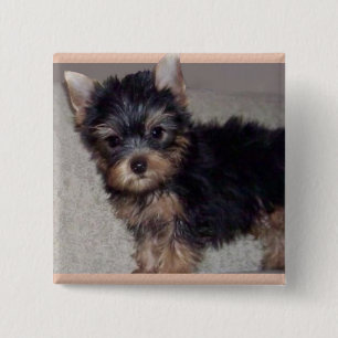 Yorkshire Terrier puppy button