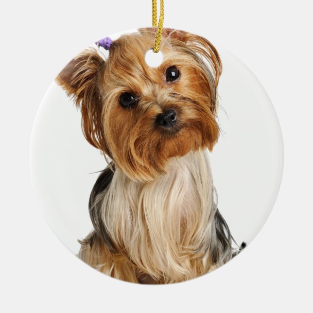 Yorkshire Terrier Puppy Ceramic Ornament (Front)