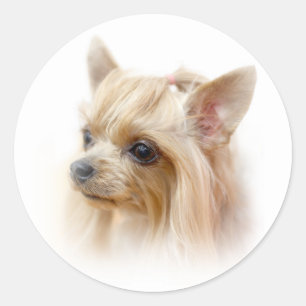Yorkshire Terrier Puppy Classic Round Sticker