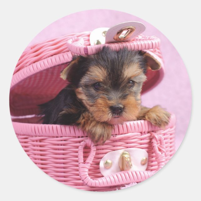 Yorkshire terrier puppy classic round sticker (Front)
