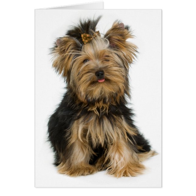 Yorkshire Terrier Puppy Dog Blank Card (Front)