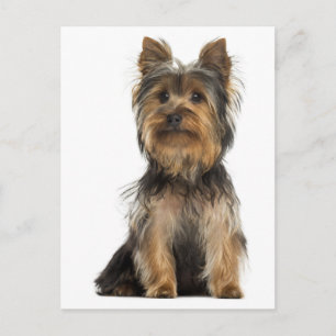 Yorkshire Terrier Puppy Dog Blank Post Card