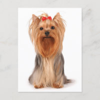Yorkshire Terrier Puppy Dog Blank Yorkie Postcard