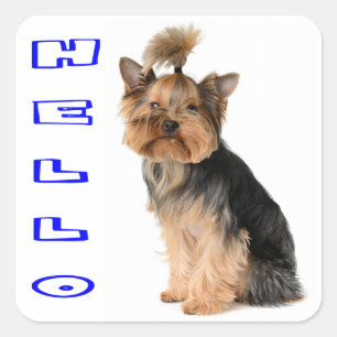 Yorkshire Terrier Puppy Dog Blue Hello Square Sticker