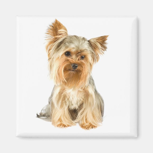 Yorkshire Terrier Puppy Dog Fridge Magnet (Front)