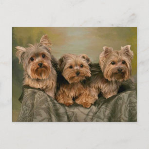 Yorkshire Terrier Puppy Dog - Hello, Love Postcard