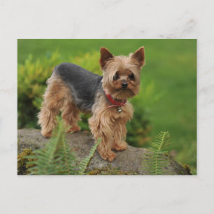 Yorkshire Terrier Puppy Dog Post Card