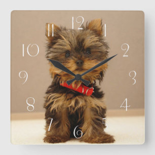 Yorkshire Terrier Puppy Dog Square Wall Clock