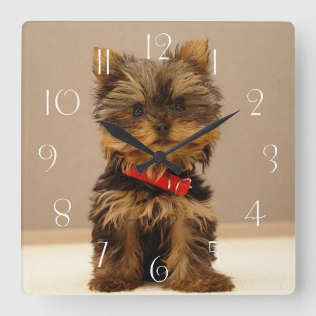 Yorkshire Terrier Puppy Dog Square Wall Clock (Front)