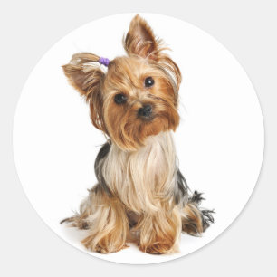 Yorkshire Terrier Puppy Dog Sticker / Seals