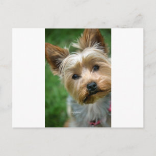 Yorkshire Terrier Puppy - "jjhelene design" Postcard