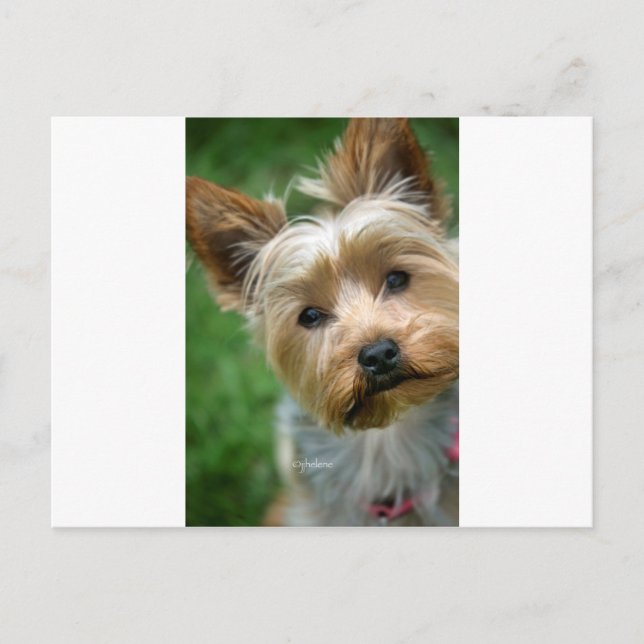 Yorkshire Terrier Puppy - "jjhelene design" Postcard (Front)