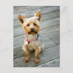 Yorkshire Terrier Puppy - jjhelene design Postcard