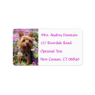 Yorkshire Terrier Puppy Nom Adresse Étiquette
