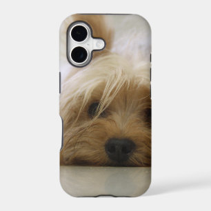 yorkshire terrier puppy pet cute dog face eyes