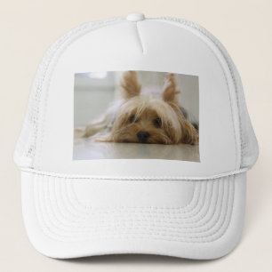 yorkshire terrier puppy pet cute dog face eyes trucker hat