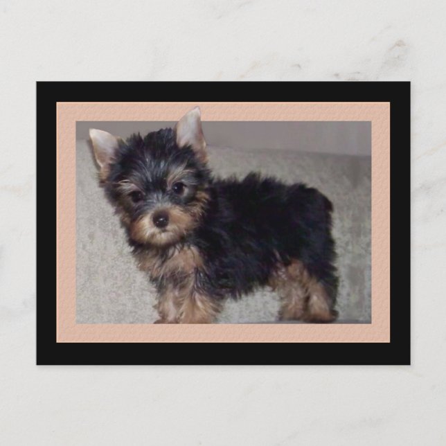 Yorkshire Terrier puppy postcard (Front)