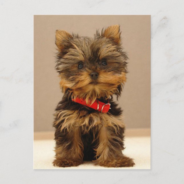 Yorkshire Terrier Puppy Postcard (Front)