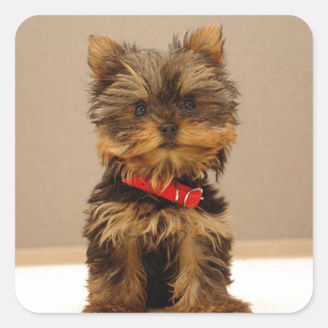 Yorkshire Terrier Puppy Square Sticker (Front)