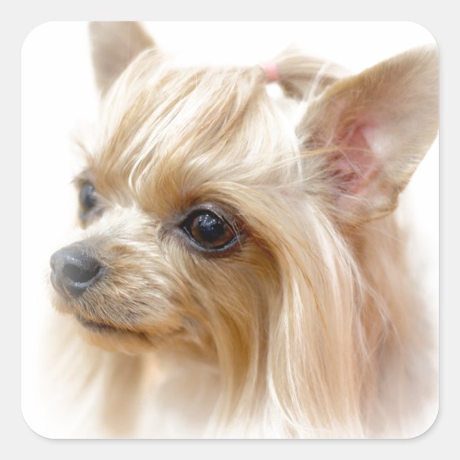 Yorkshire Terrier Puppy Square Sticker (Front)