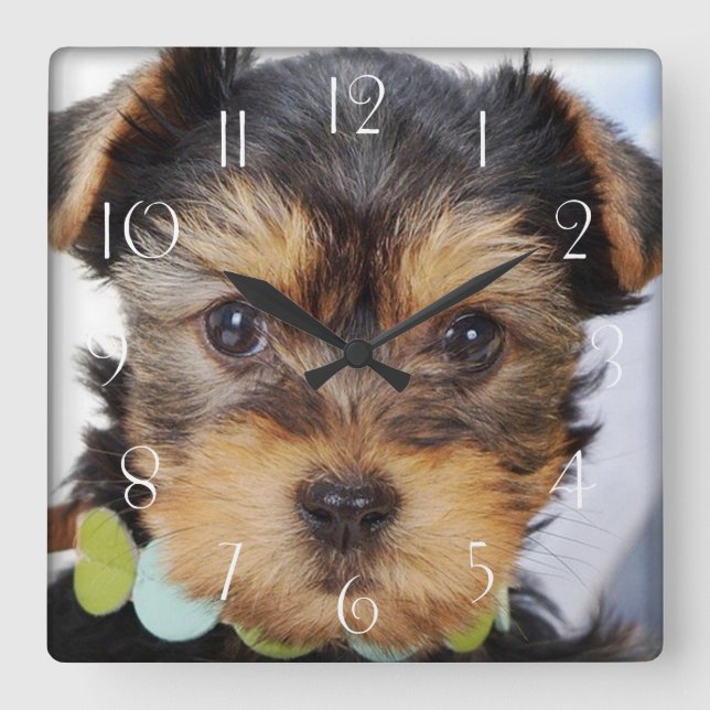 Yorkshire Terrier Puppy Square Wall Clock (Front)