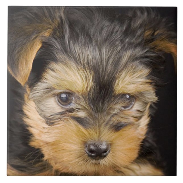 Yorkshire Terrier Puppy Tile (Front)