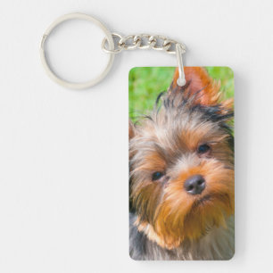 Yorkshire Terrier qui regarde vers le haut