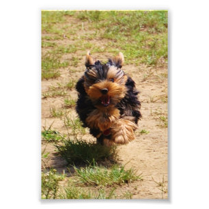Yorkshire Terrier running Photo Print