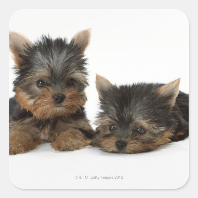 Yorkshire Terrier Square Sticker (Front)