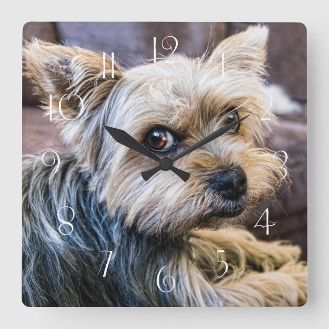 Yorkshire Terrier Square Wall Clock (Front)