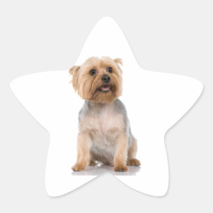 Yorkshire Terrier Star Sticker