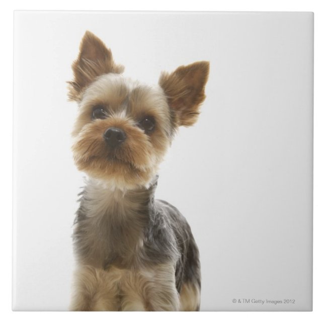 Yorkshire Terrier Tile (Front)