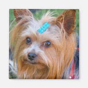 Yorkshire Terrier Yorkie Favourite Breed Magnet