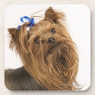 Yorkshire Terrier / Yorkie. Lively breed of Coaster