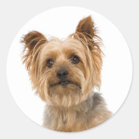 Yorkshire Terrier Yorkie Love Puppy Dog Mom Dad