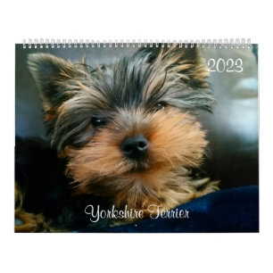 Yorkshire Terrier Yorkies Calendrier 2023