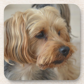Yorkshire Terrier Zac Coaster