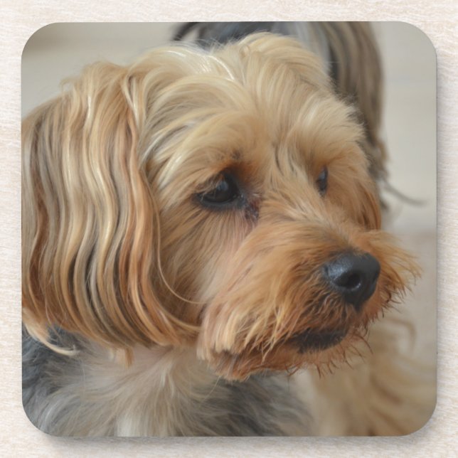 Yorkshire Terrier Zac Coaster (Front)