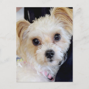 Yorkshire (Yorkie)/Shih Tzu Postcards