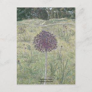 Yorktown Onion Postcard