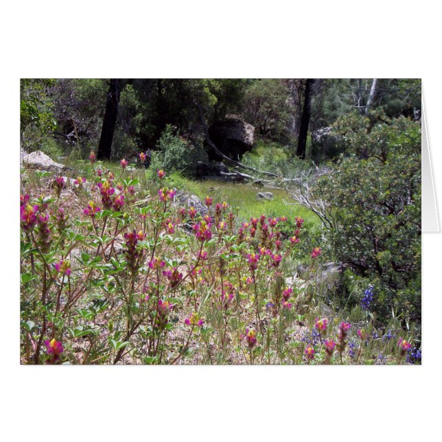 Yosemite au printemps : Arlequin Lupine (Devant Horizontal)