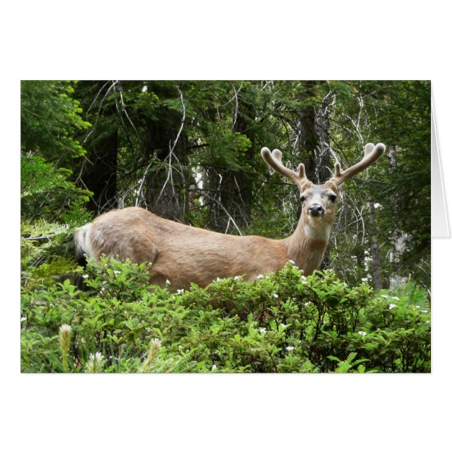 Yosemite Deer Nature Photography (Front Horizontal)
